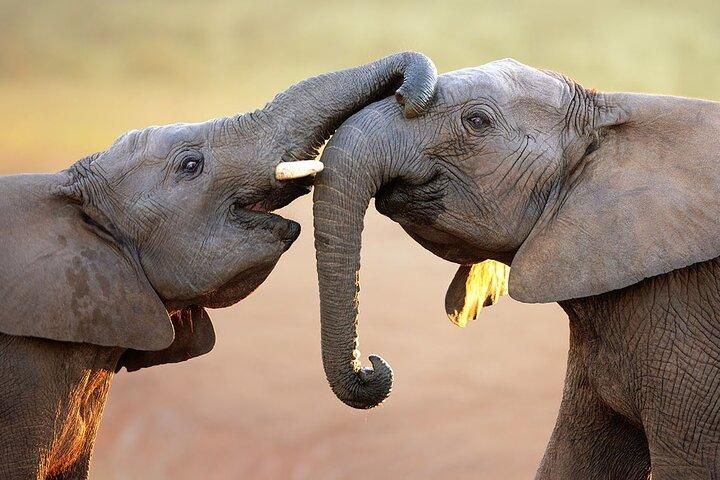 From Cape Town: Big Five Safari Tour with Wine Tasting - photo 3