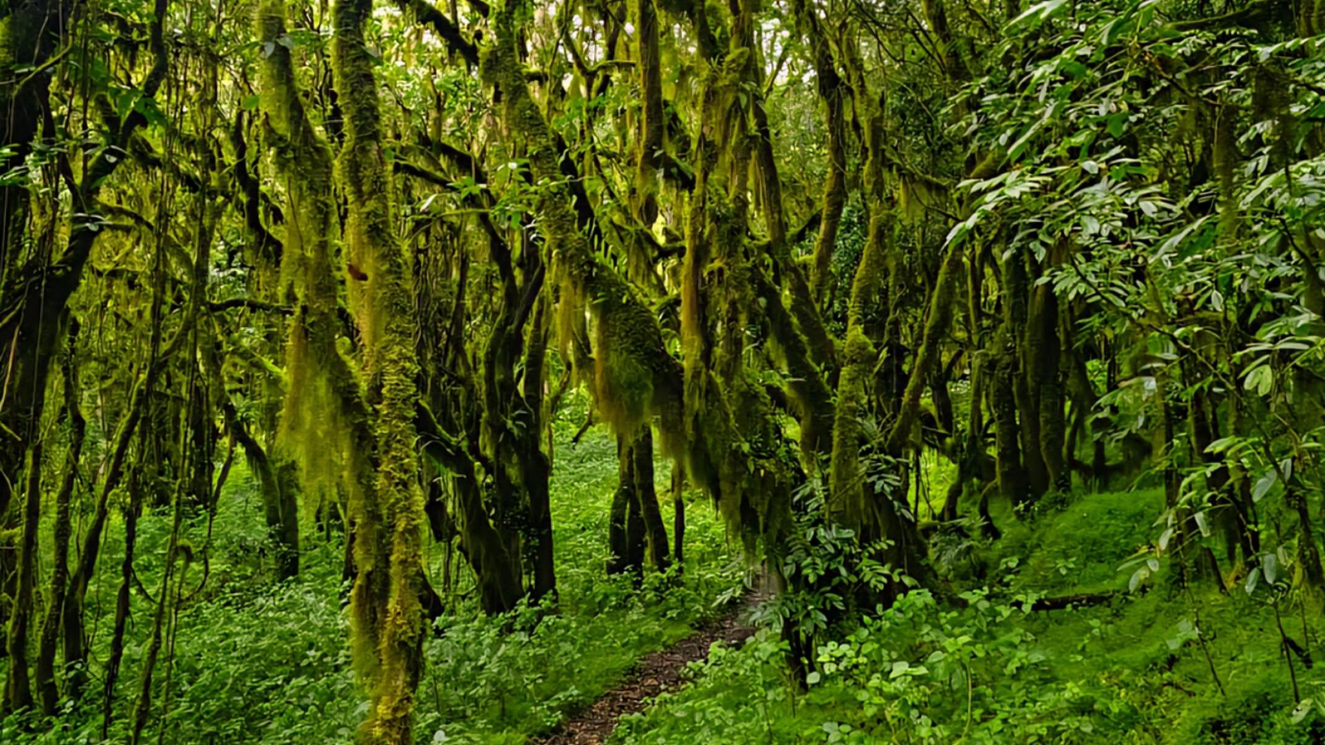 Mount Meru 3-Day Private Luxury Trek | Arusha National Park, Tanzania - photo 3