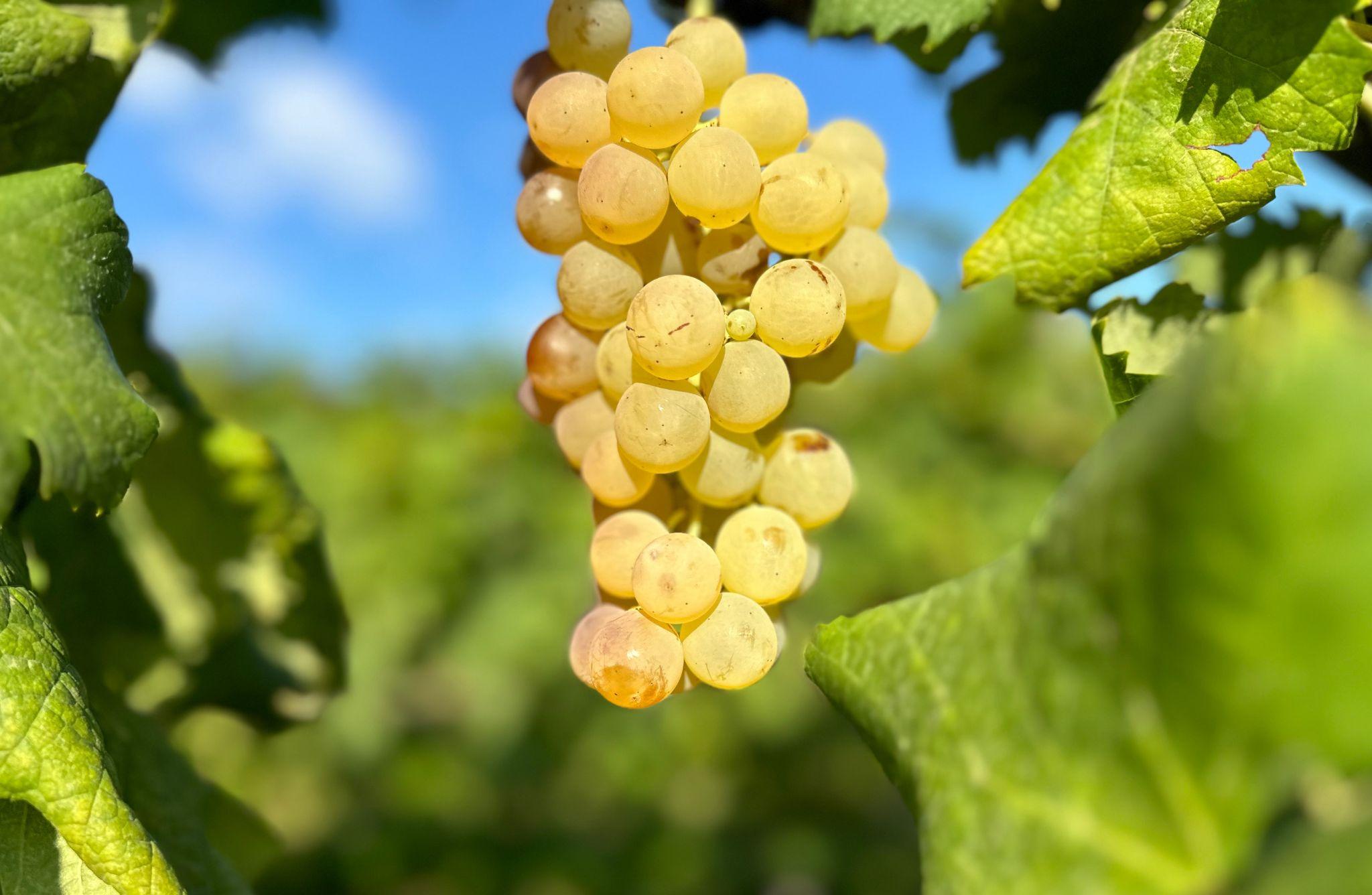 Winery & Vineyard Tour with Wine Tasting & Food in Albenga - photo 4
