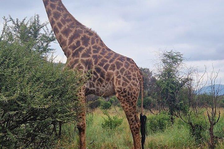 Pilanesberg Full Day Game Drive from Johannesburg - photo 5