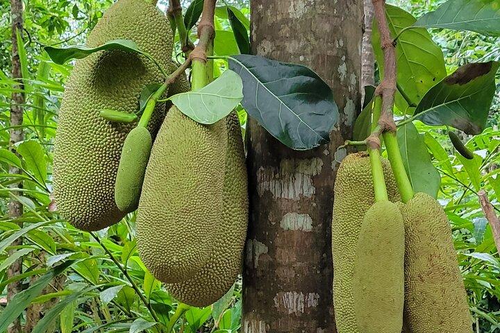 Jozani Forest & Spice Farm Tour – Zanzibar Nature Experience - photo 4