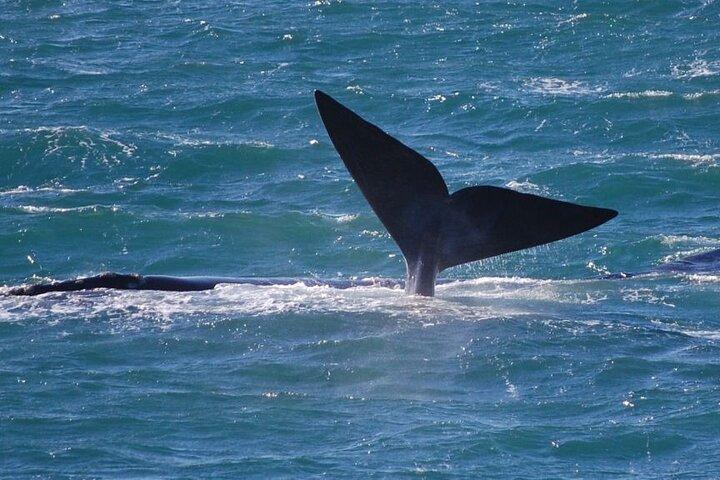Whale Watching Tour in Hermanus - photo 3