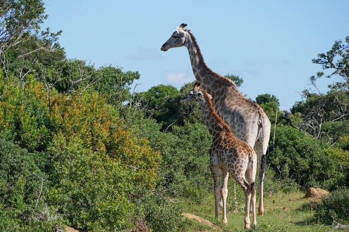 2 Days Pilanesberg National Park Luxury Safari - photo 3
