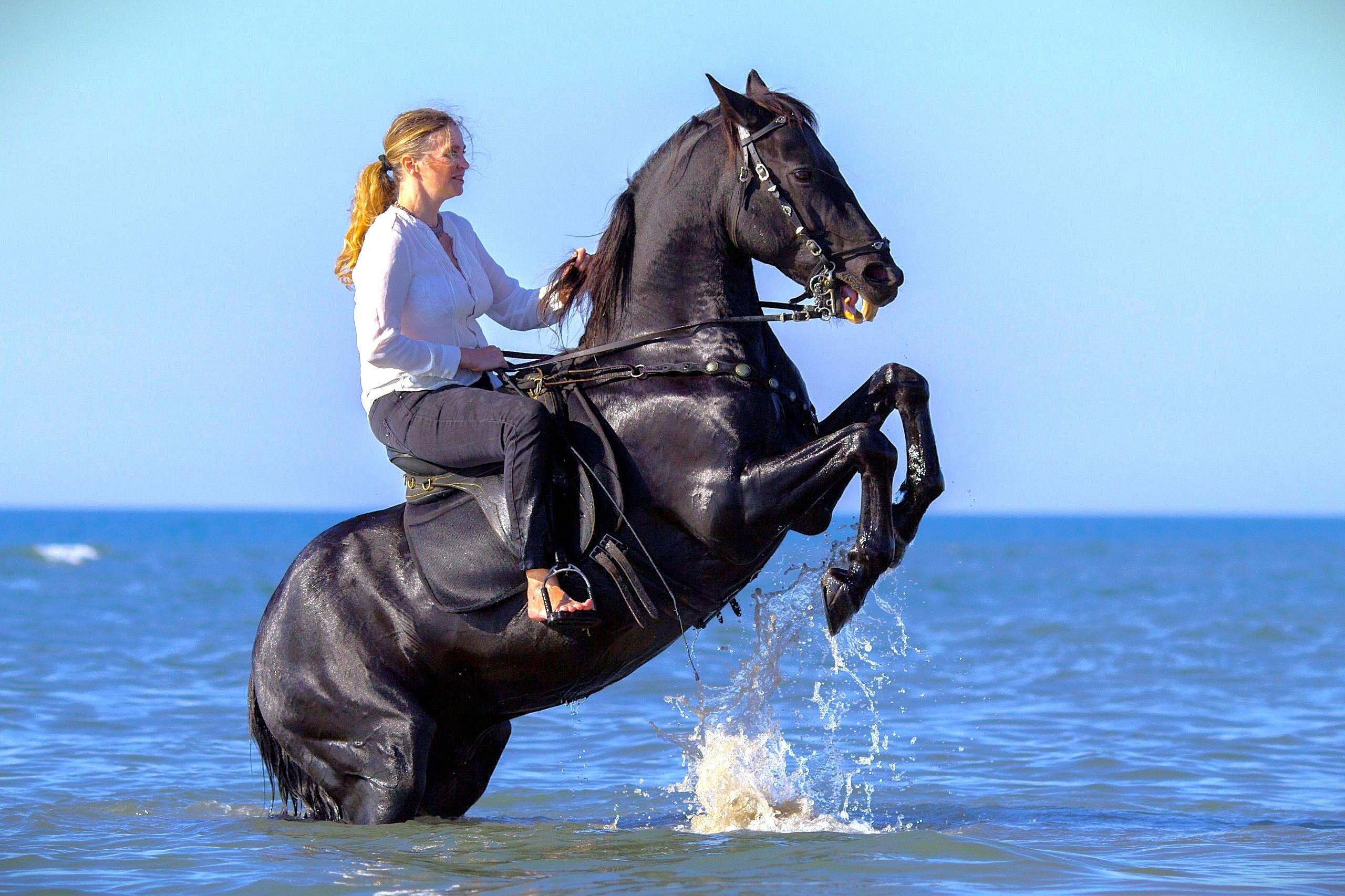 Swimming With Horse Riding Hurghada Tour Option Dinner & Show - cover photo