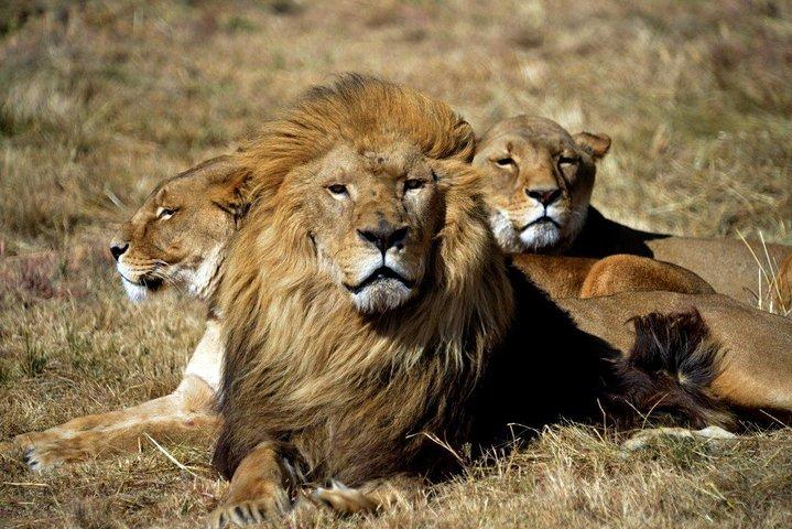 CAPE TOWN ) BEST OF AQUILA SAFARI FULLDAY TOUR - cover photo