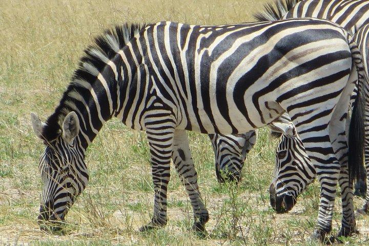 Chobe Safari Overnight Camping Trip - photo 5