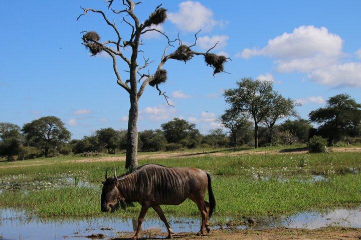 2 Days Pilanesberg National Park Luxury Safari - photo 5