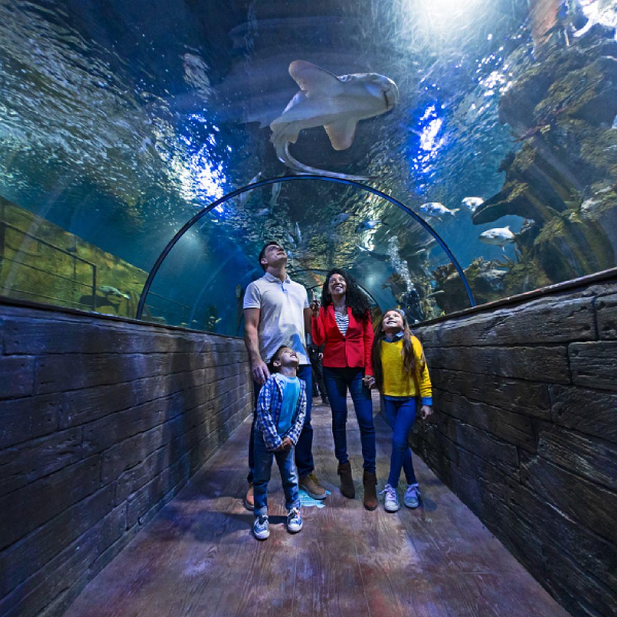3-day Leisure Pass | Unlimited Hop-On Hop-Off Bus, Harbour Cruise and Entrance to Multiple Attractions - cover photo