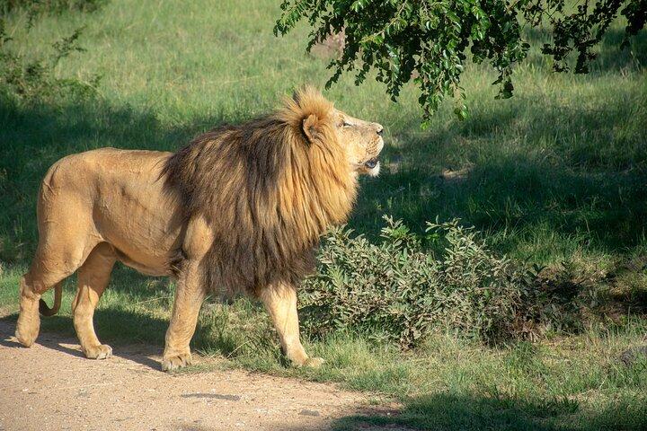 Lion Safari Park Johannesburg Tour - photo 5