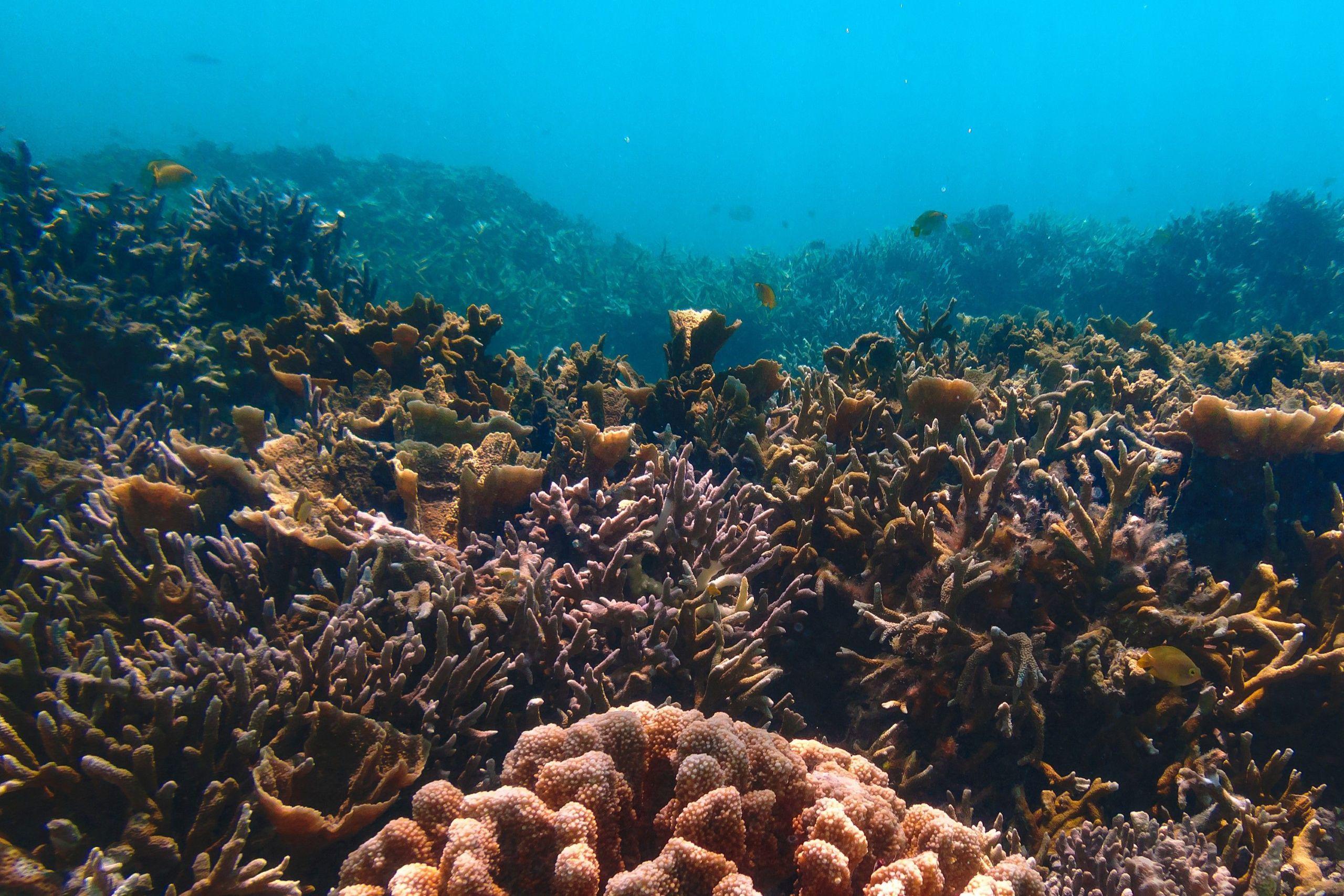 Ras Muhammed White Island Tour Snorkeling Sharm El Sheikh - cover photo