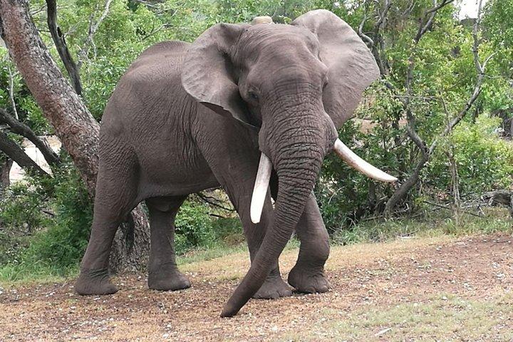 Chobe Safari Overnight Camping Trip - photo 2