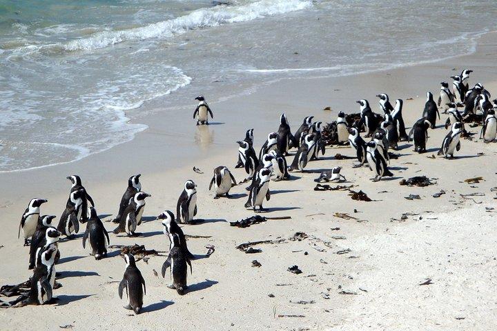 Cape Town Private -Robben Island and Cape Peninsula Penguins Tour - photo 3