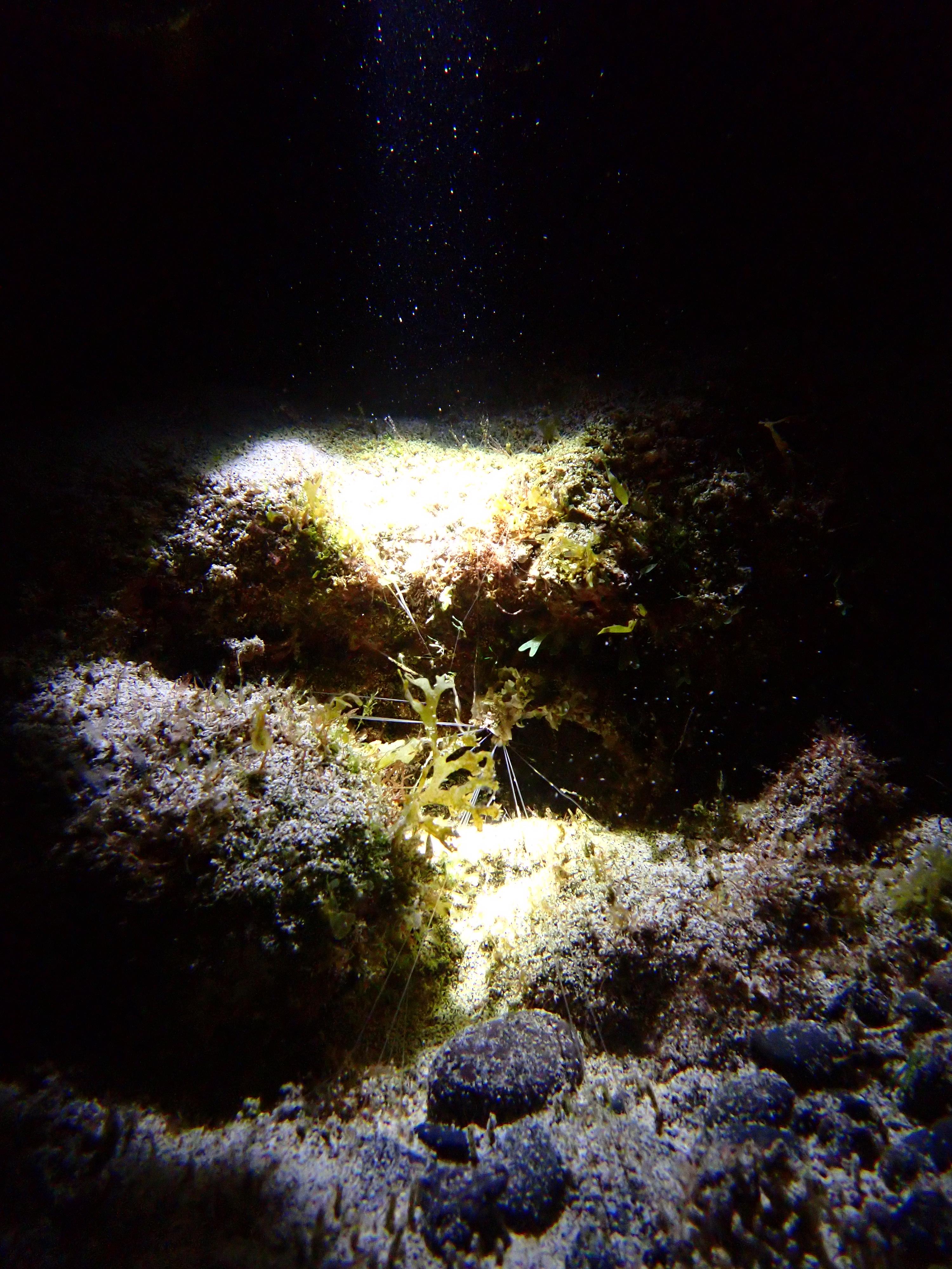 Night snorkeling - photo 3