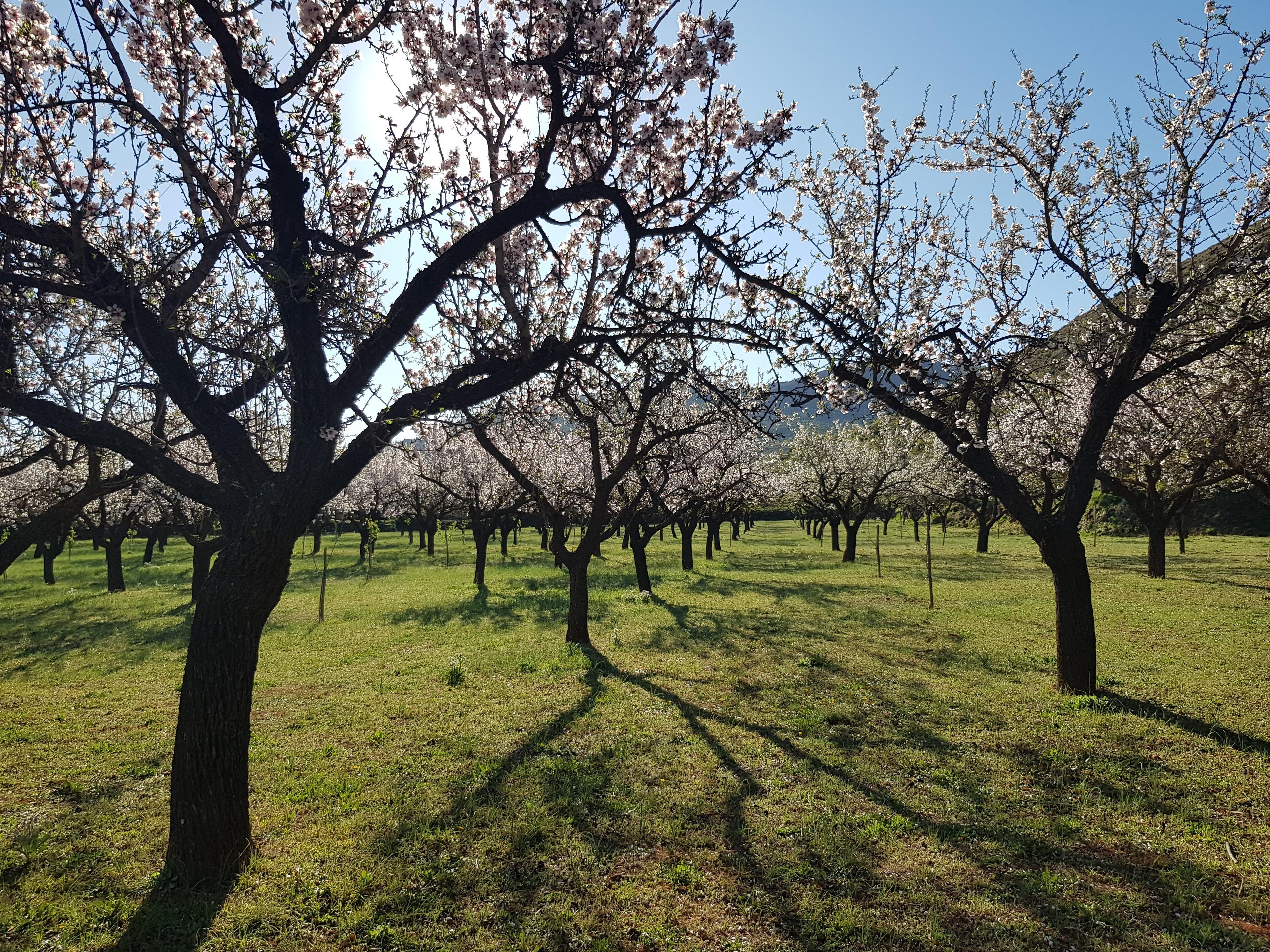 Organic Winery Tour in La Alpujarra with Wine Tasting & Local Snacks - photo 4