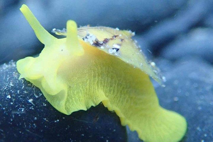 Snorkeling Tour - photo 4