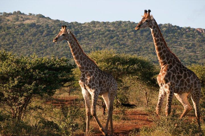 Full Day Moremi Safari Tour from Maun - photo 5