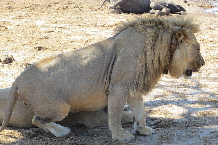 Hwange 2 Nights Bush Camping and Safaris - cover photo