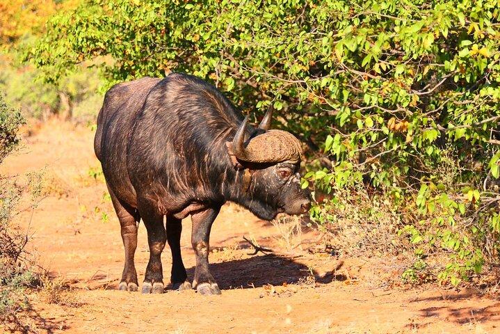 South Africa, Botswana and Zimbabwe Wildlife Adventure - photo 4