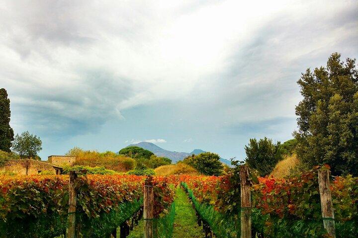 Pompeii, Vesuvius Hike and Wine Tasting with Lunch from Naples - photo 5