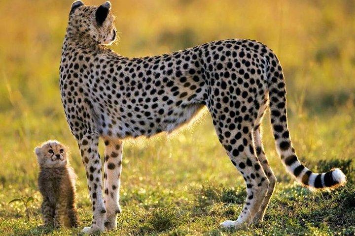 CAPE TOWN SOUTH AFRICA, 2 DAYS OVERNIGHT SAFARI TOUR GAME RESERVE - cover photo