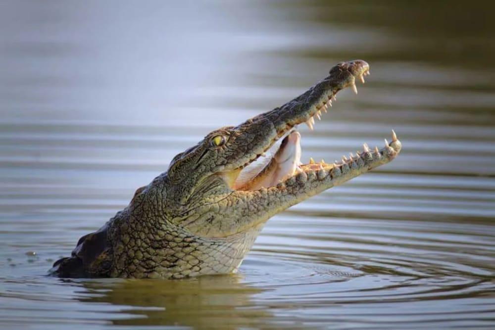 Dubai Crocodile Park Tour with Private Transfers - photo 2