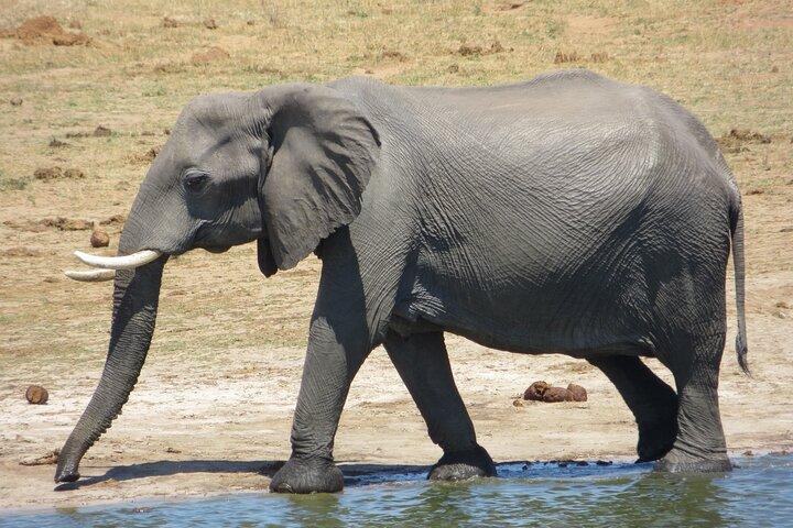 Chobe Full Day Safari Extended - cover photo