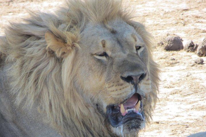 Game drives Zambezi National Park - photo 4