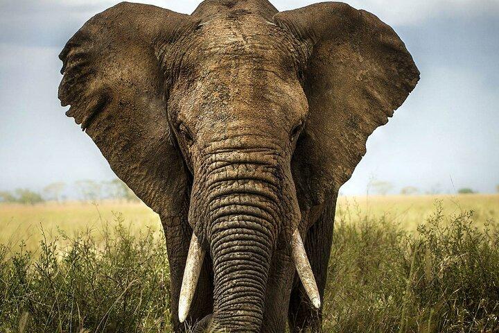 From Cape Town: Big Five Safari Tour with Wine Tasting - photo 2