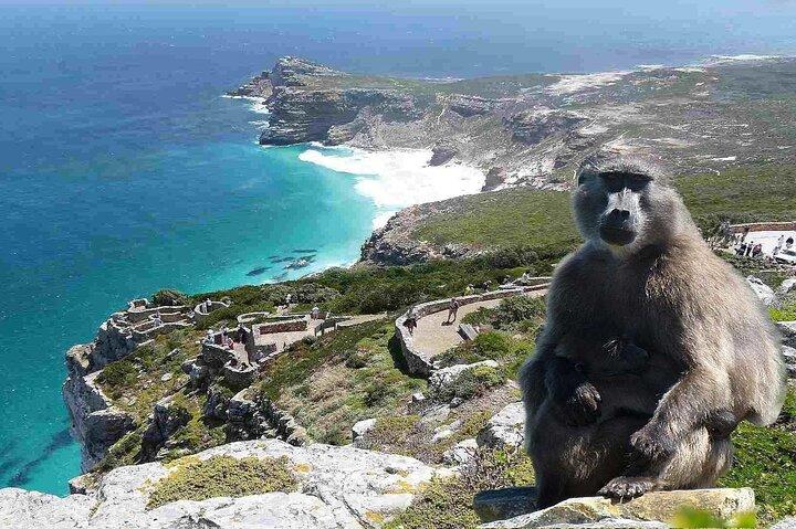 Cape Point ,Cape of Good Hope and Table Mountain Tour . - photo 3