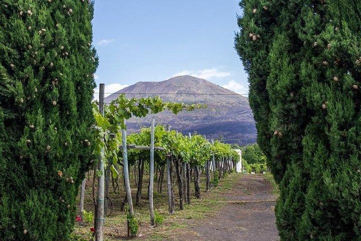 Organic Wine Tasting & Lunch on Vesuvius with Transfer from Naples - photo 3
