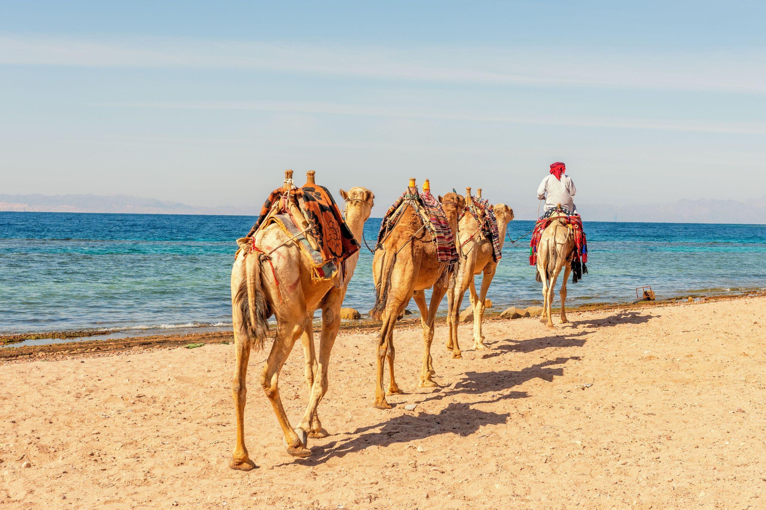 60 Min Desert Safari Sharm El Sheikh Camel Riding & Transfer - photo 2