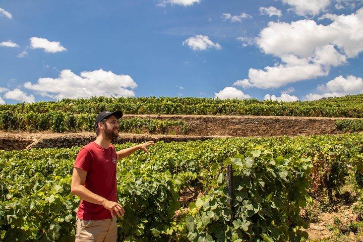 Private from Porto: Douro Valley Historical & Wine Tour - photo 3