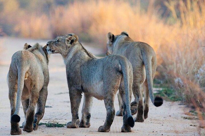 5 days Mikumi National Park and Nyerere National Park Adventure - photo 4