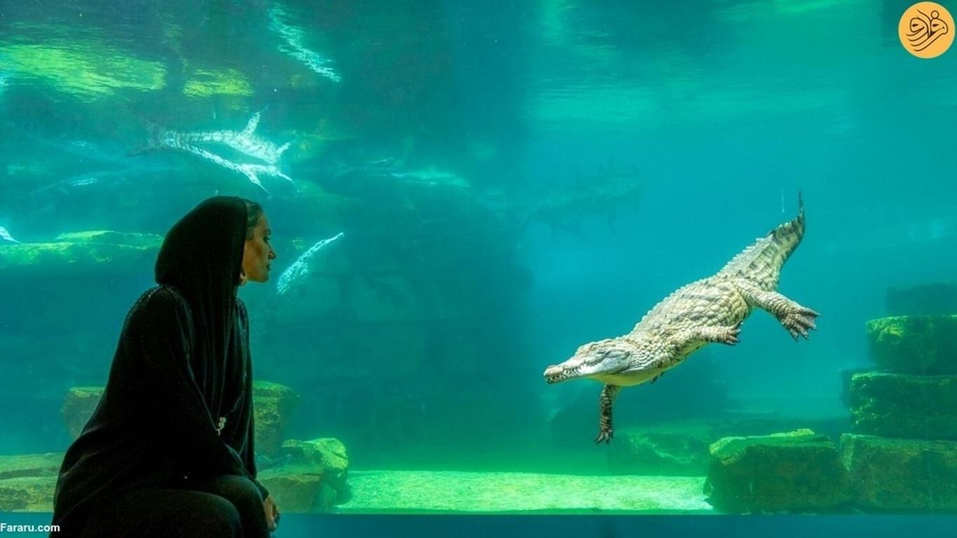 Dubai Crocodile Park Entrance Tickets - photo 2