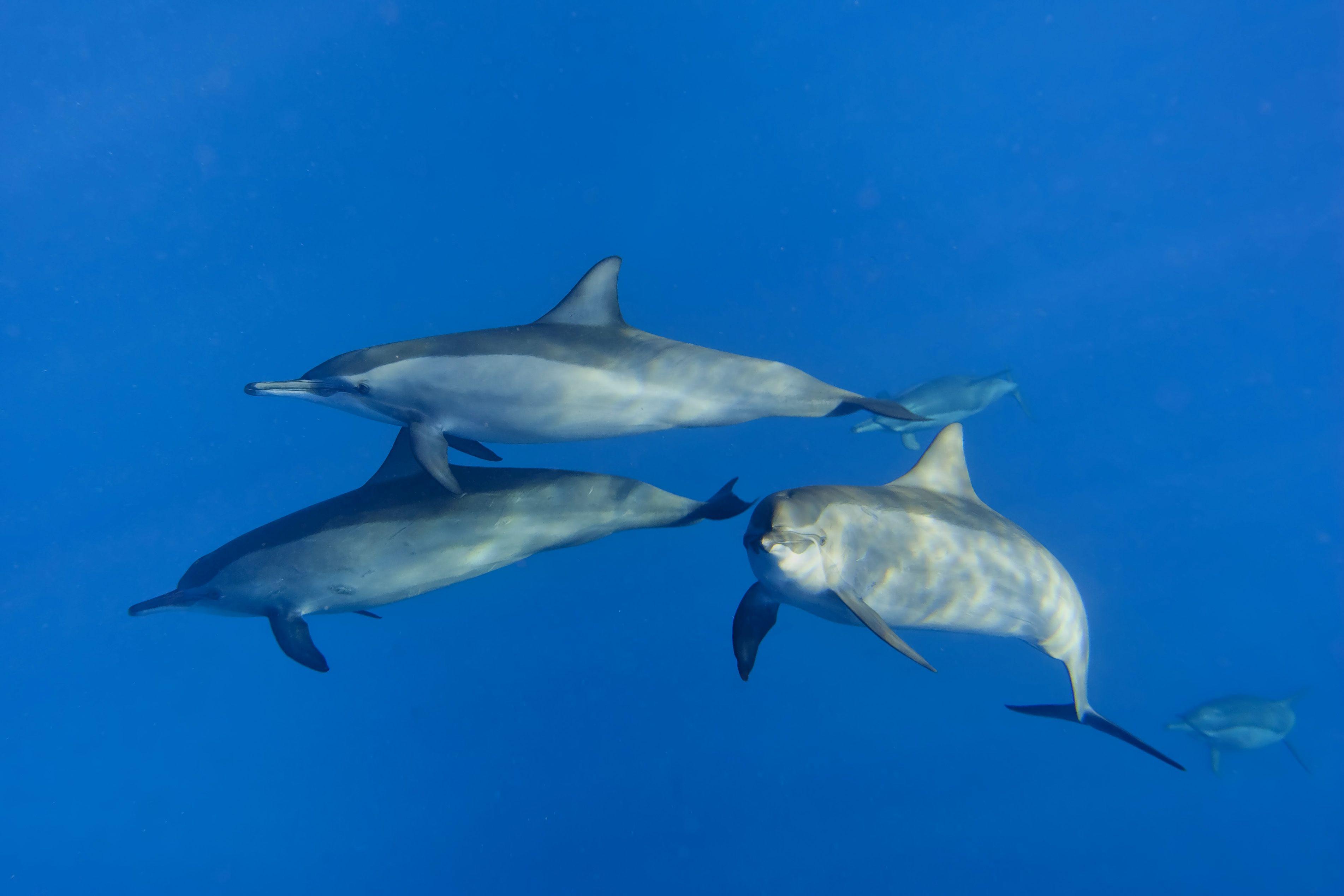Hurghada Boat trip and Snorkeling Hurghada Dolphin house - cover photo