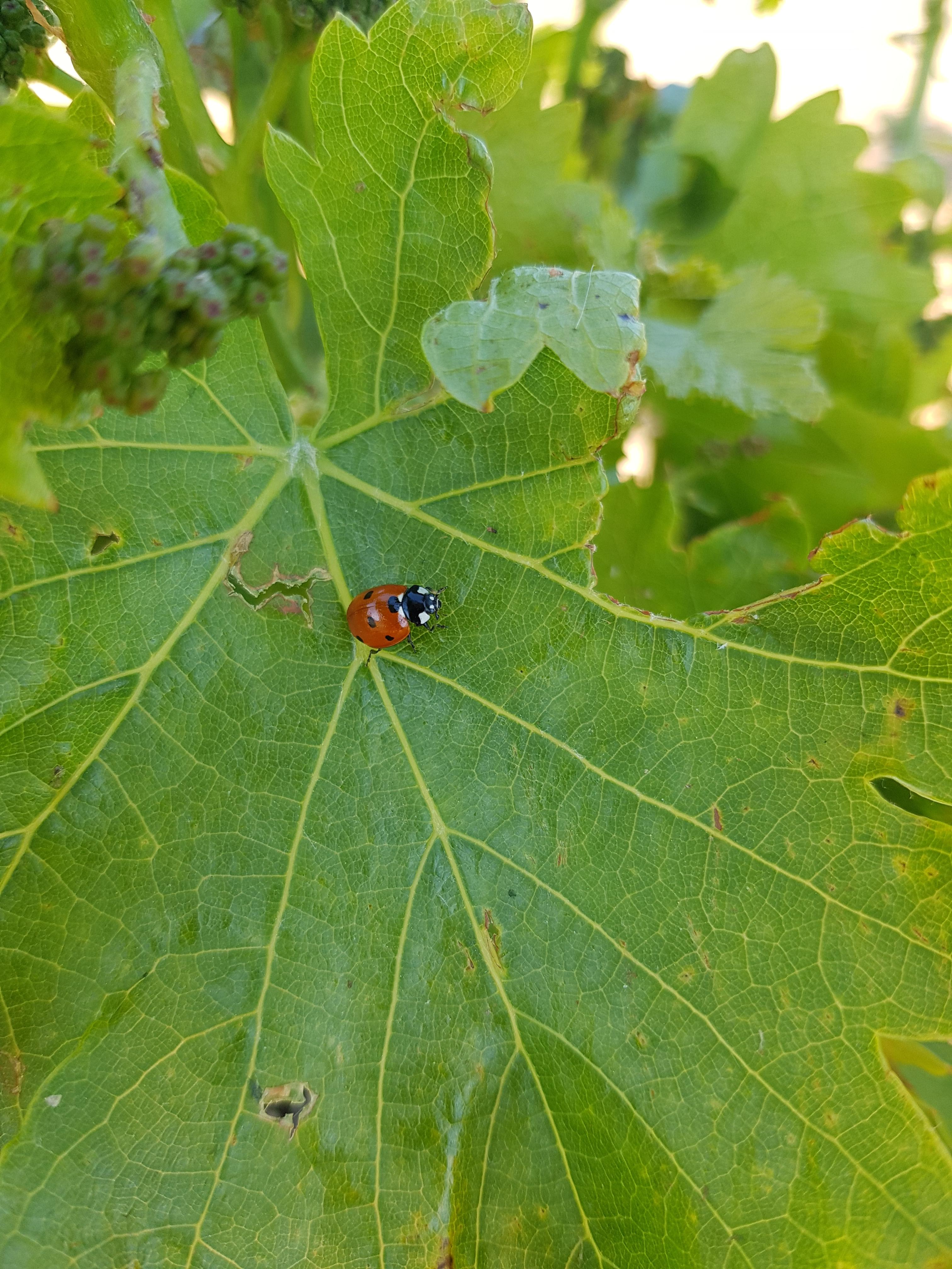 Organic Winery Tour in La Alpujarra with Wine Tasting & Local Snacks - photo 3