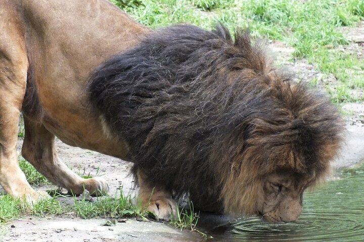Walk with Lions in Johannesburg & Elephant Experience - photo 2