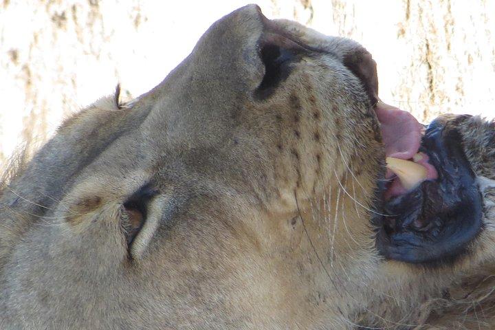 Game drives Zambezi National Park - photo 3