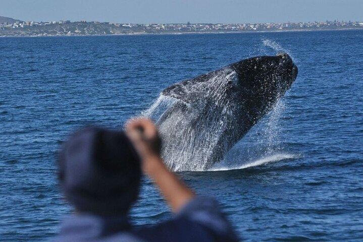 Whale Watching Tour in Hermanus - cover photo