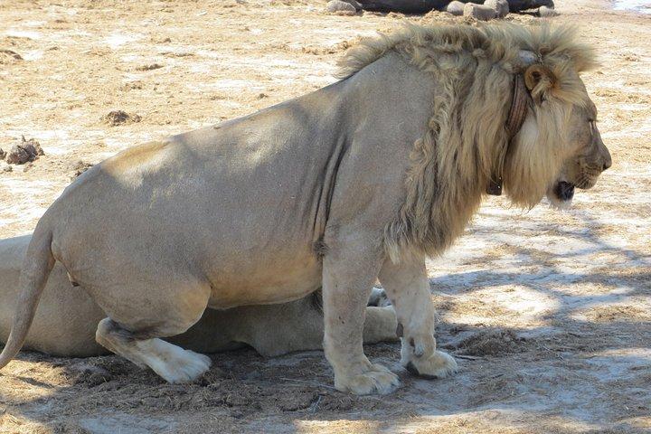 Chobe Safari Overnight Camping Trip - photo 4