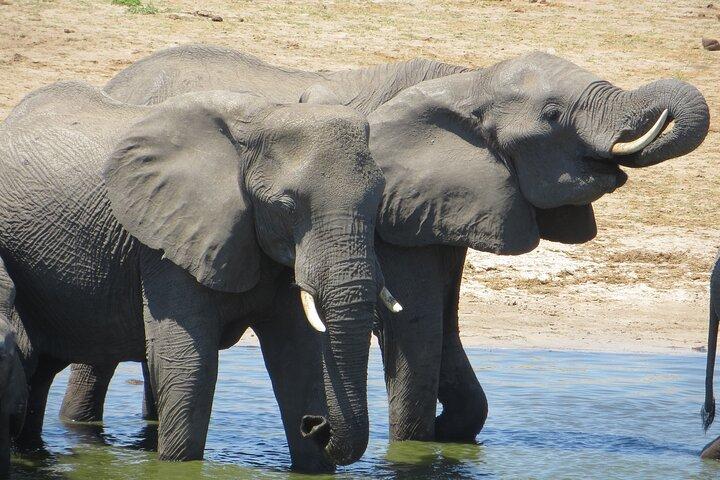 Chobe Full Day Safari Extended - photo 4