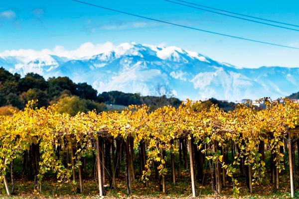 Visit the winery, stroll through the vineyards, taste the Cantine Mucci Wine - photo 4