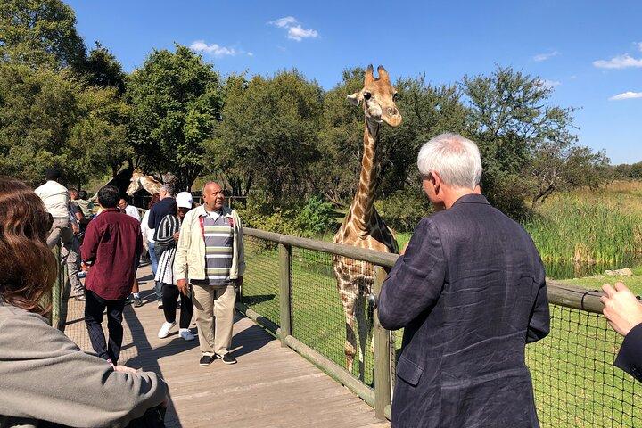 Lion Safari Park Johannesburg Tour - photo 4