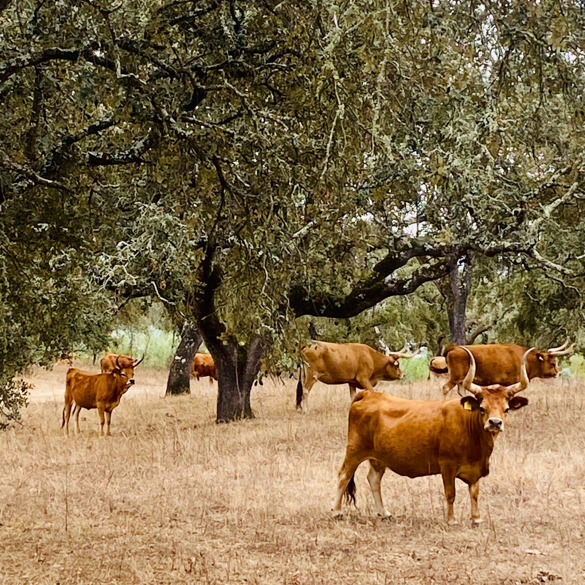 Évora ou Montemor: Visita a fábrica de Cortiça e Herdade Alentejana com almoço incluído - photo 2