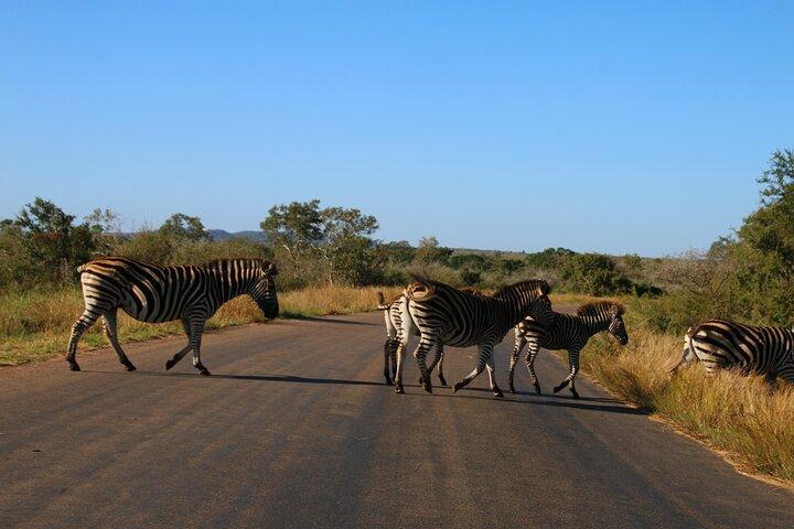 2 Days Pilanesberg National Park Luxury Safari - photo 4