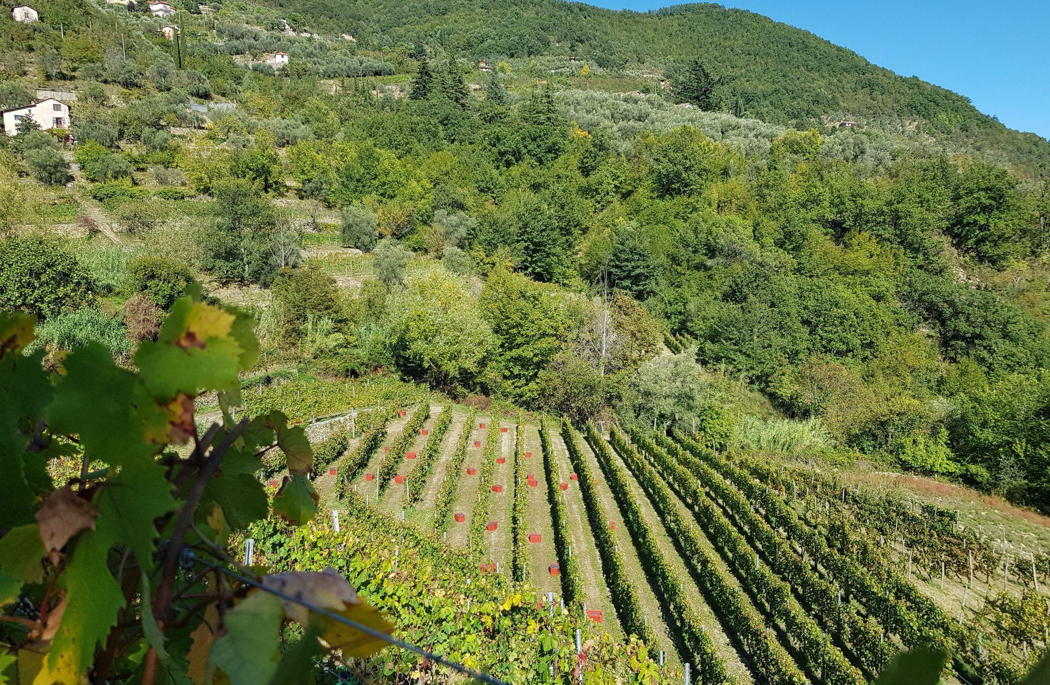Vineyard Tour with Wine Tasting and Light Lunch near Imperia - photo 2