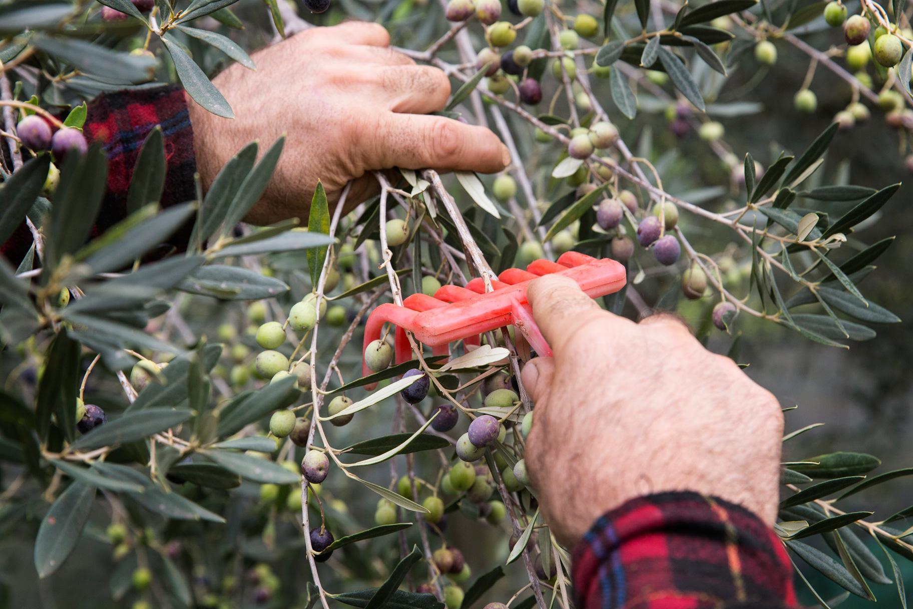 Visita l'azienda agricola Garra degusta l'olio e i suoi prodotti - photo 2