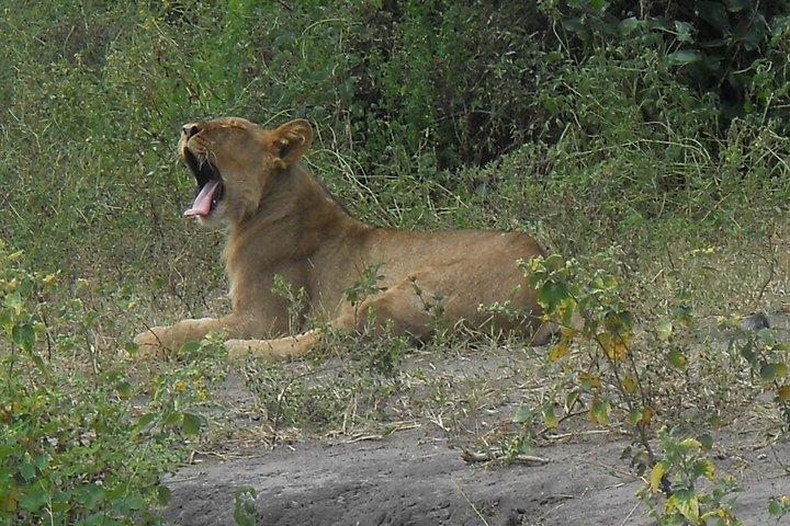 Chobe Full Day Safari Trip - photo 5