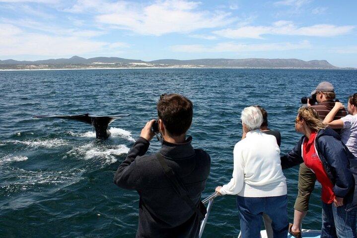 Whale Watching Tour in Hermanus - photo 4