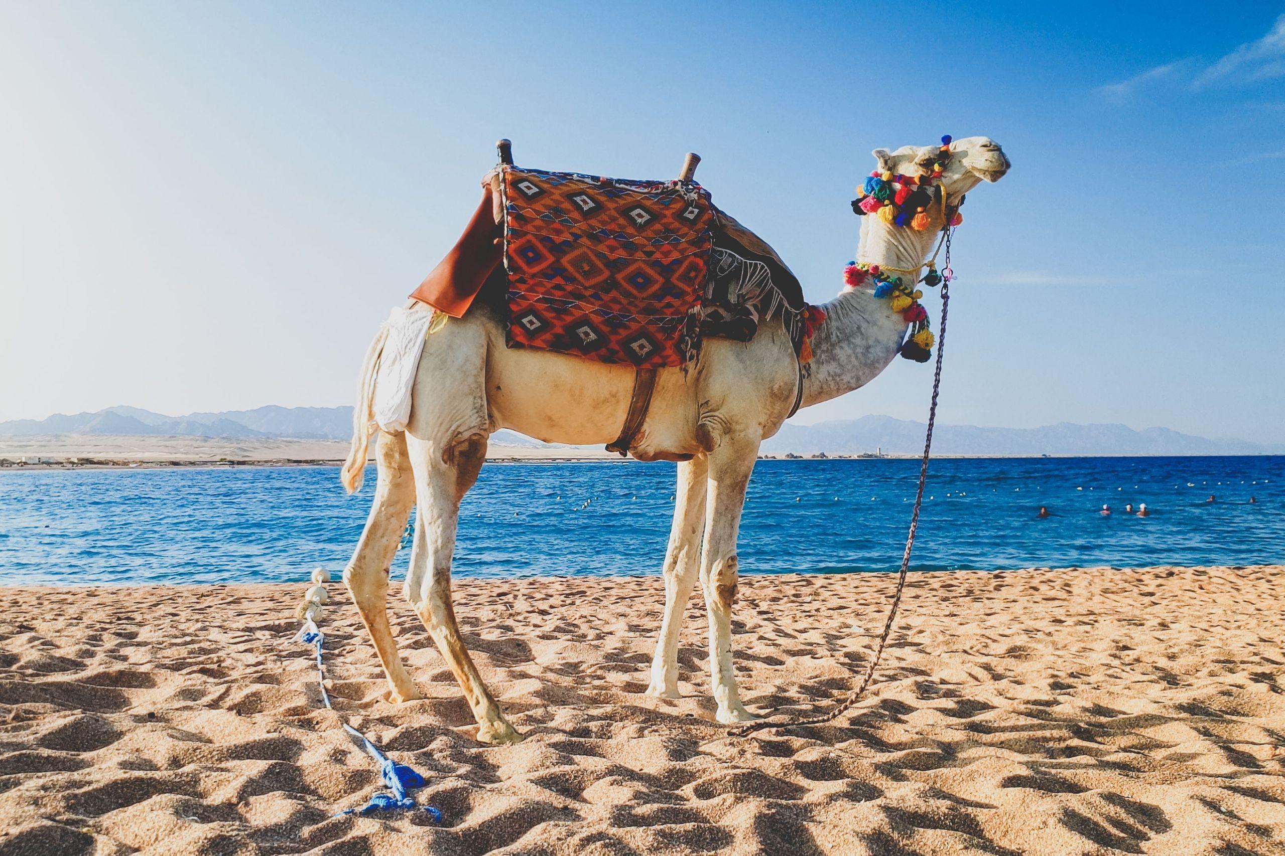 Hurghada Camel Riding Tour With Optional Dinner and Show - photo 3